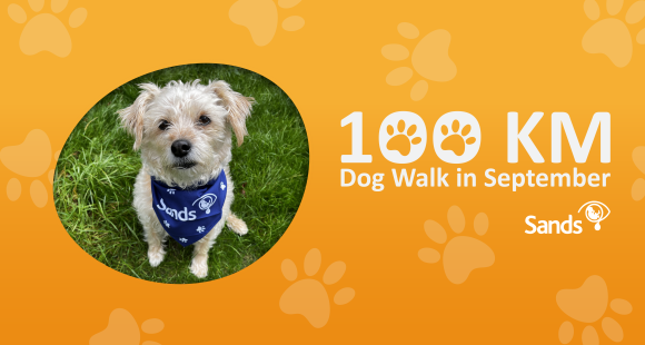 Dog with bandana and walk 100km in September